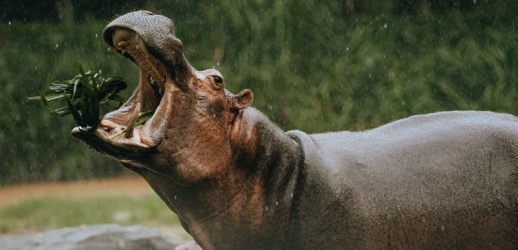 hippo with open mouth eating grass in zoo