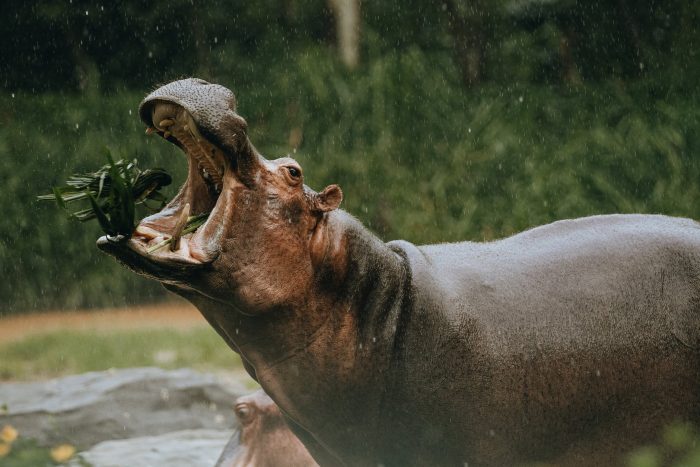 hippo with open mouth eating grass in zoo